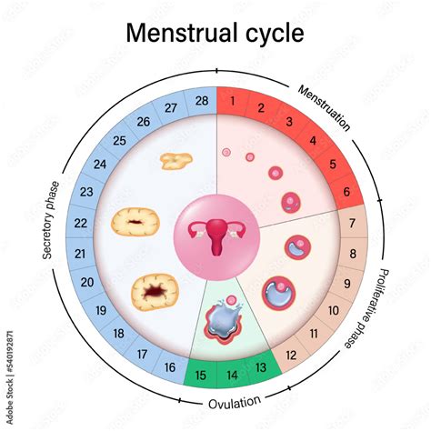 The luteal phase of the menstrual cycle